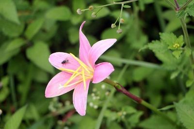 Close-up of pink flowers