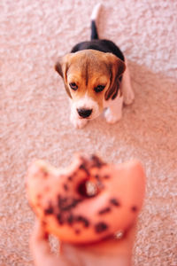 Cropped hand of person showing donut to puppy