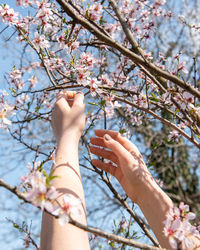 Close-up of hand holding cherry blossoms