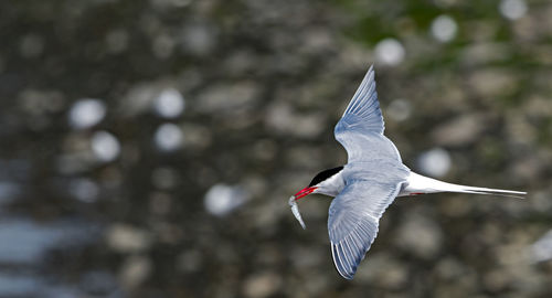 Close-up of bird flying against trees