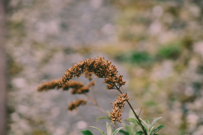 Close-up of flowering plant