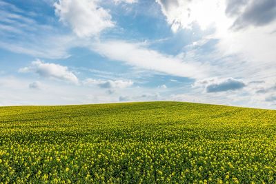 Scenic view of field against sky