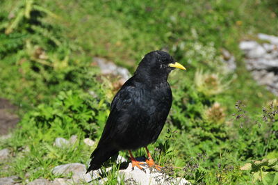 Close-up of bird perching on ground