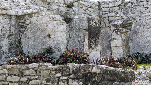 Plants growing on wall