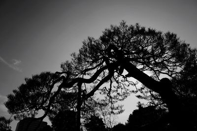 Low angle view of trees against sky