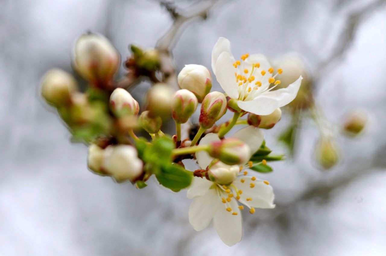 CLOSE-UP OF FRESH WHITE CHERRY BLOSSOM