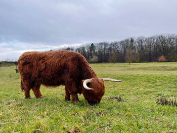 Cow standing in field