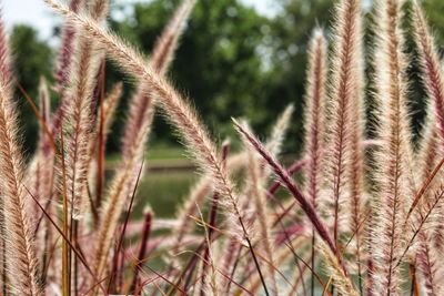 Close-up of stalks in field