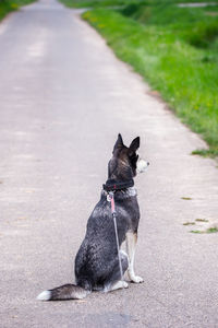 Dog on street