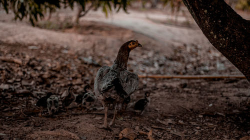View of a bird on land