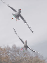 Seagull flying in sky