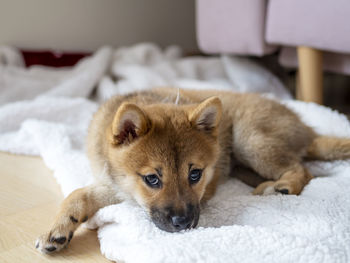 Close-up of dog