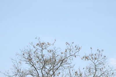 Low angle view of flower tree against clear sky