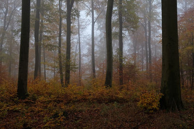 Trees in forest during autumn