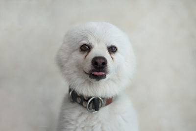 Close-up portrait of white dog