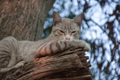 Close-up portrait of cat relaxing on tree