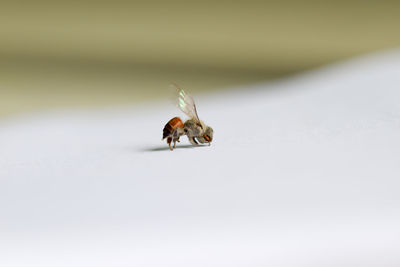 Close-up of bee