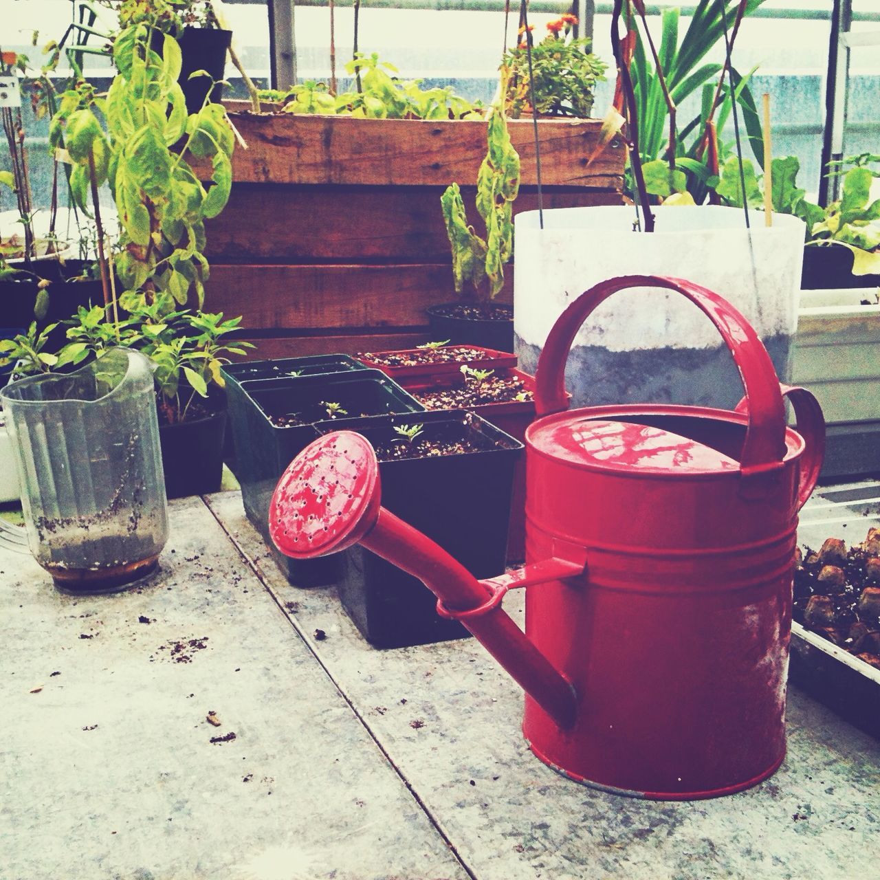 potted plant, plant, growth, red, front or back yard, flower pot, pot plant, leaf, day, chair, no people, built structure, outdoors, wall - building feature, building exterior, green color, sunlight, close-up, house, architecture