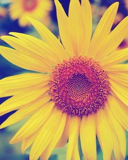 Close-up of fresh yellow flower