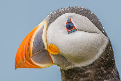 Puffin with eye reflection