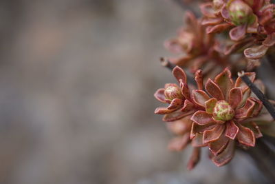 Close-up of wilted flower