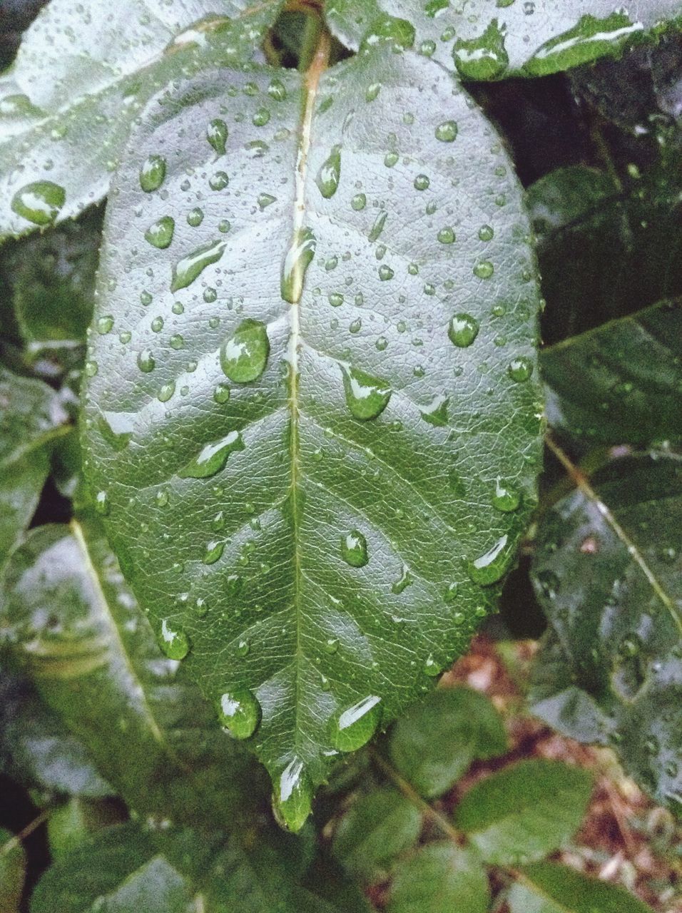 drop, water, leaf, wet, close-up, growth, freshness, green color, nature, fragility, beauty in nature, dew, leaf vein, plant, natural pattern, raindrop, purity, rain, weather, season