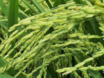 Close-up of fresh green paddy field