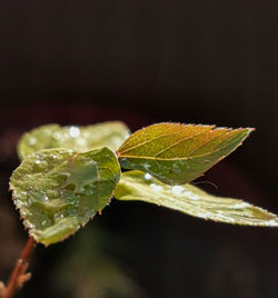 Close-up of water drops on leaves