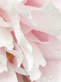 Close-up of pink rose