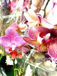 Close-up of pink orchid blooming outdoors