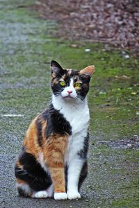 Portrait of cat sitting on grass