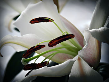 Close-up of day lily blooming outdoors