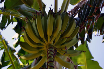 Low angle view of plants