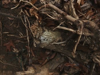 Close-up of tree trunk