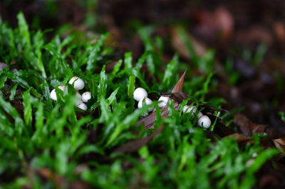 High angle view of plants on field