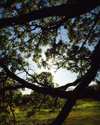 Low angle view of trees against sky