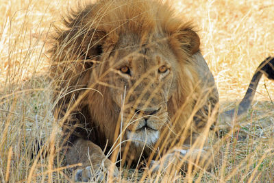 Portrait of lion peering through grass