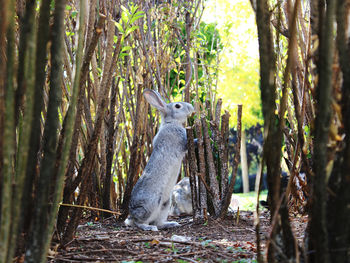 View of an animal on tree trunk