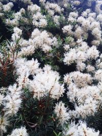 Close-up of white flowers