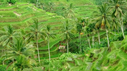 Scenic view of rural landscape