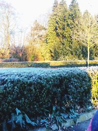Close-up of plants against trees