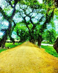 Footpath amidst trees