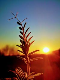 Close-up of silhouette plant against sky during sunset