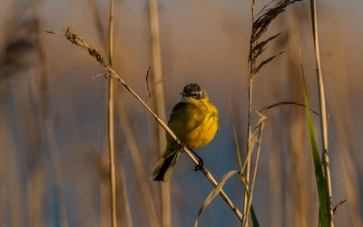 Close-up of bird perching on branch