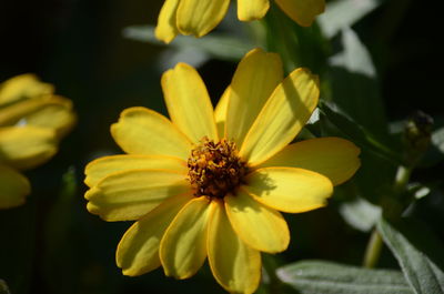 Close-up of insect on yellow flowering plant