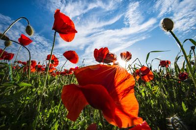 Close-up of orange poppy flowers blooming on field