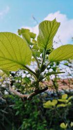 Close-up of fresh green plant against sky