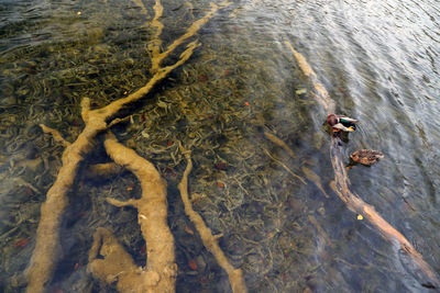 High angle view of mallard ducks by roots on lake