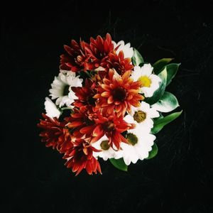 Close-up of flowers blooming against black background