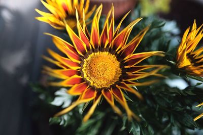 Close-up of yellow flower